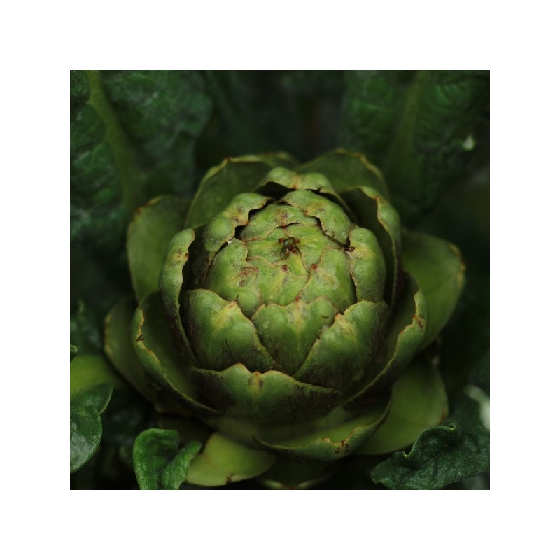 Artichaut Gros Vert de Laon