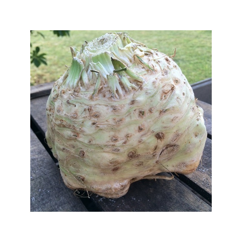 Céléri Rave Boule de Marbre