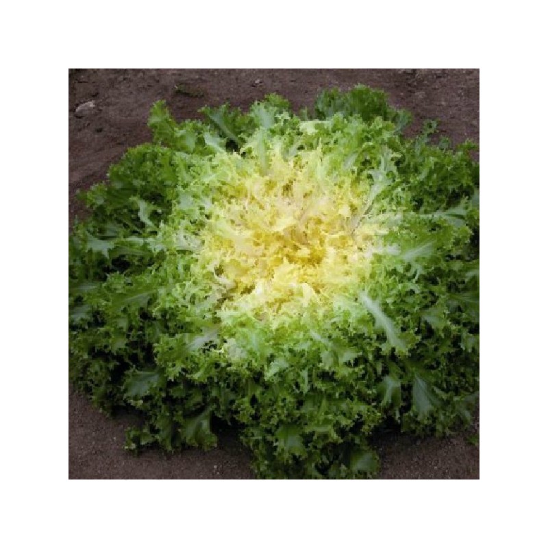 Chicorée Frisée de Meaux