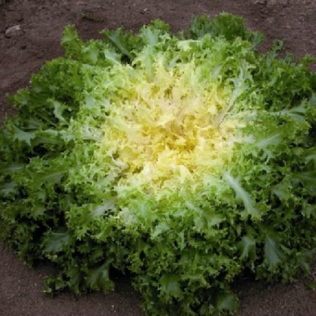 Chicorée Frisée de Meaux