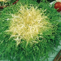 Chicorée frisée fine de Louviers