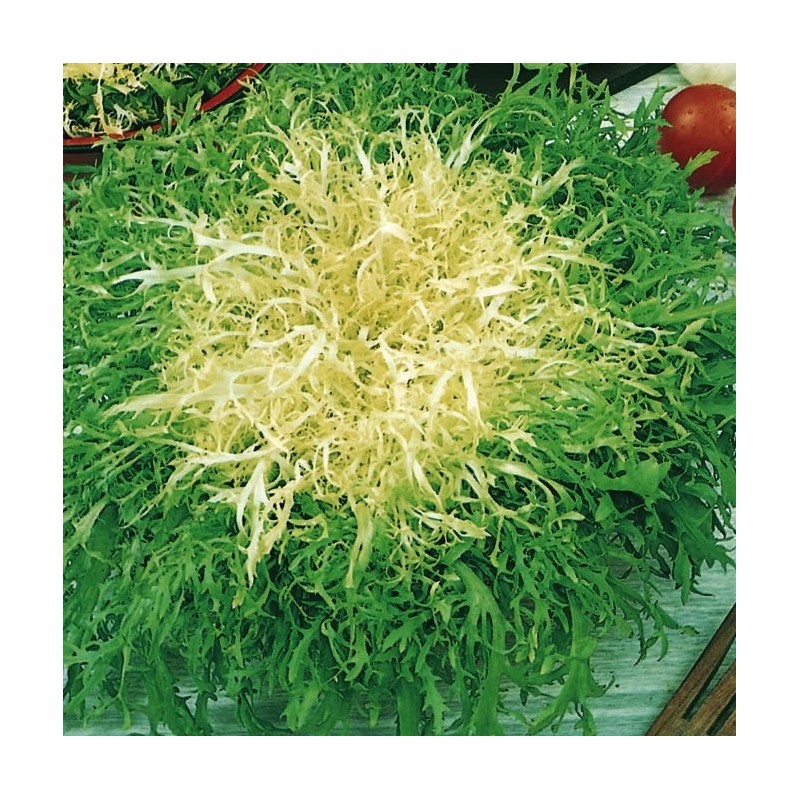 Chicorée frisée fine de Louviers