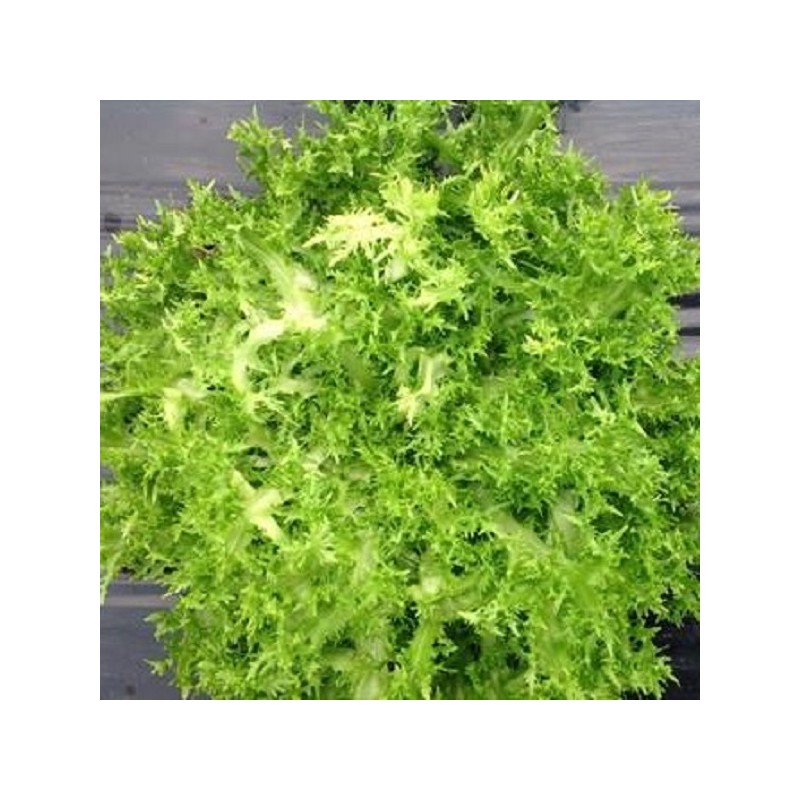 Chicorée Frisée de St Laurent
