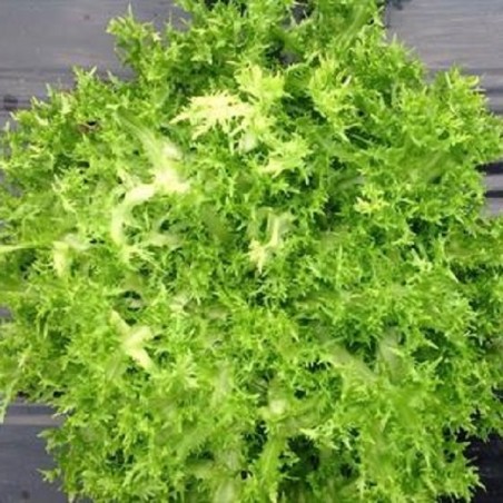 Chicorée Frisée de St Laurent