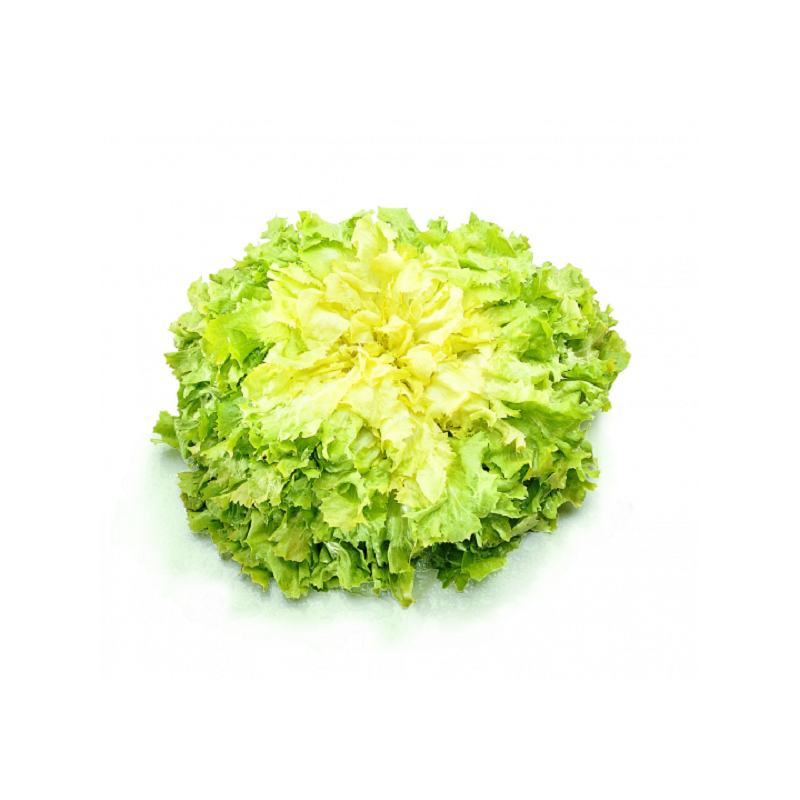 Chicorée Géante Maraichère race Margot