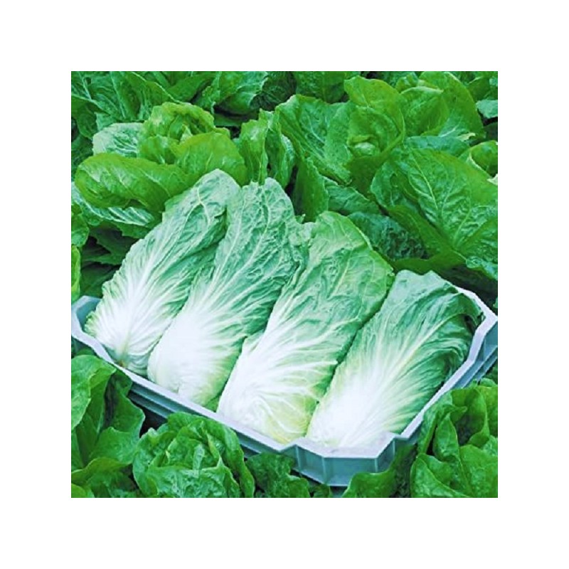 Chicorée Pain de Sucre