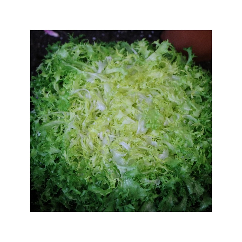 Chicorée Scarole Grosse Bouclée