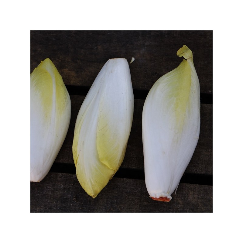 Chicorée Witloof Normale