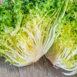 Chicorée Frisée Grosse Pancalière