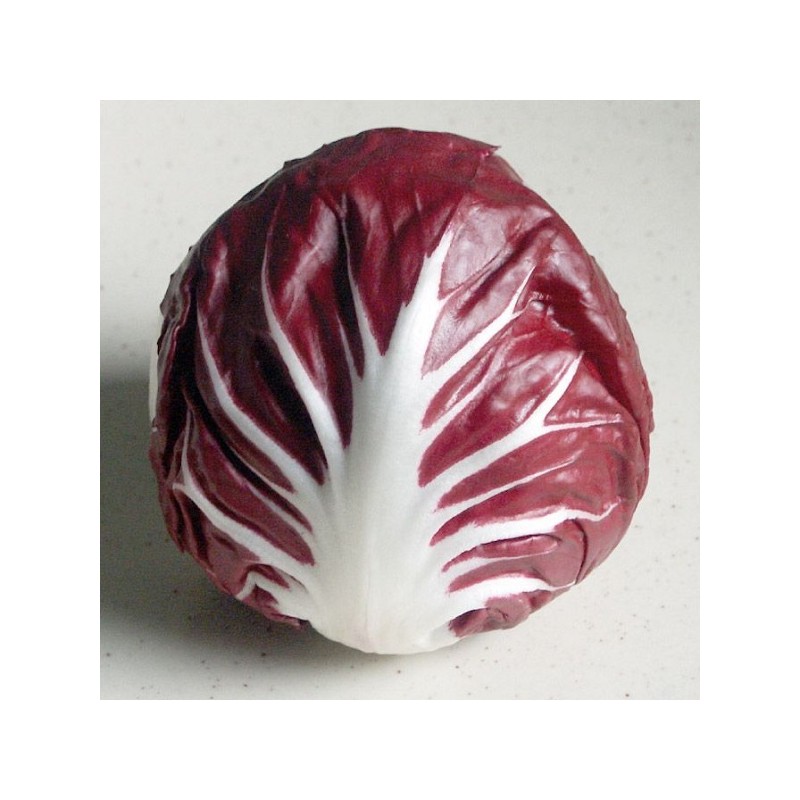 Chicorée Rouge de Vérone