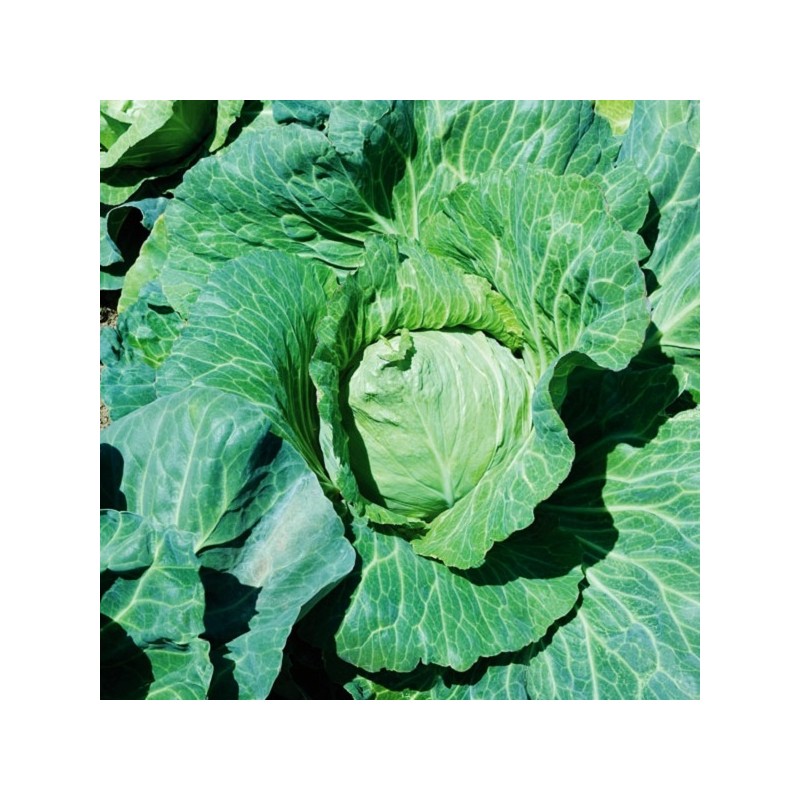 Chou Cabus Coeur de Boeuf