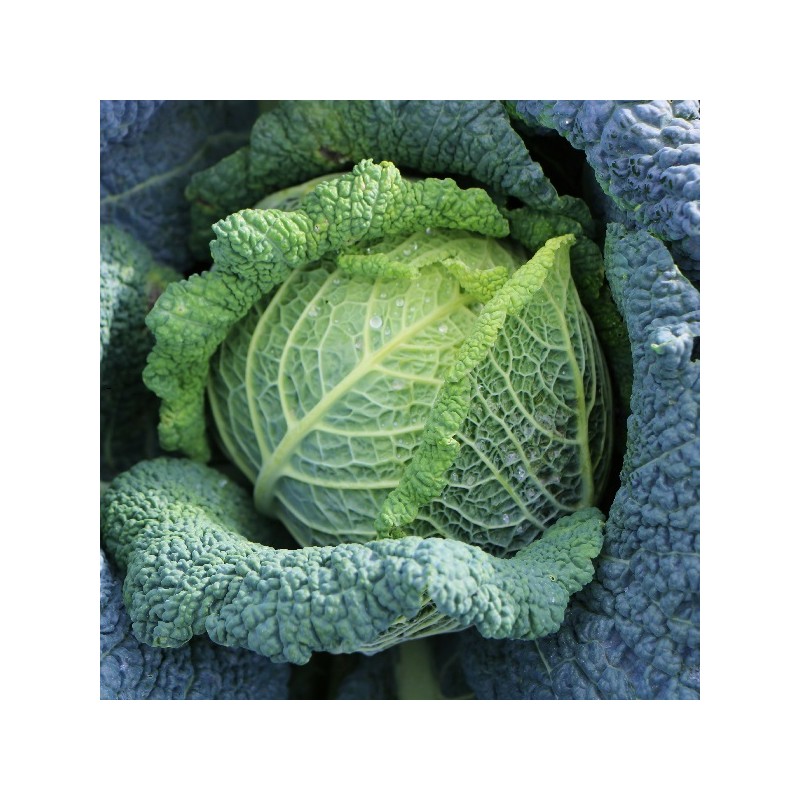 Chou de Milan Gros des Vertus 4