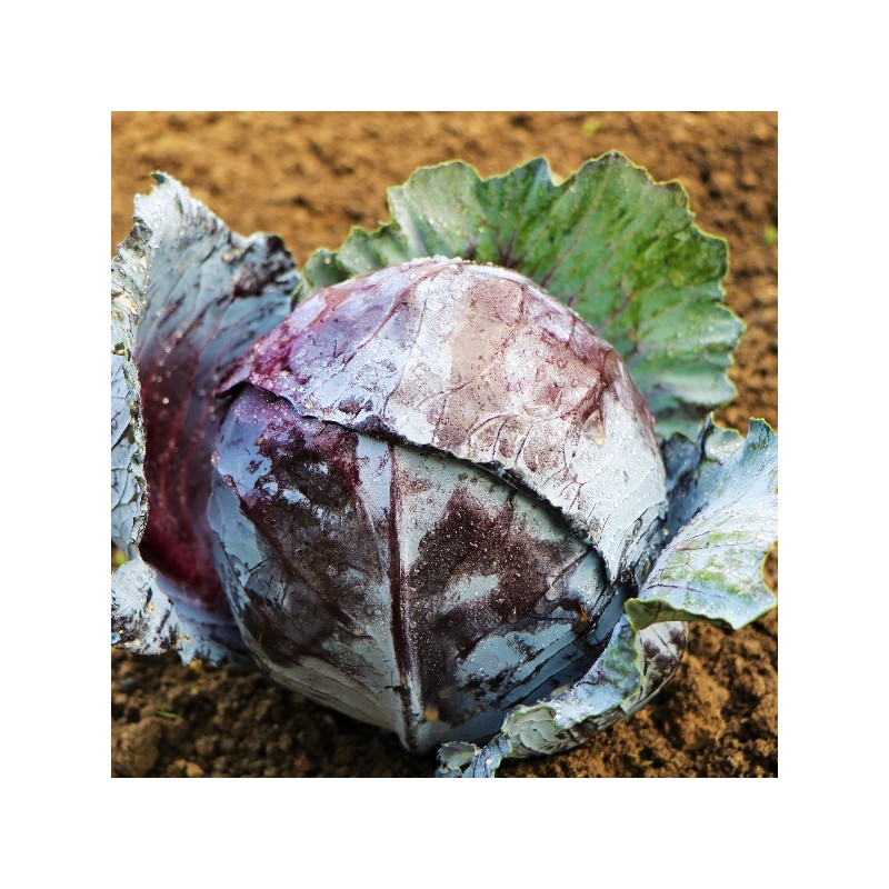 Chou rouge gros