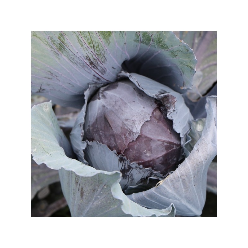 Chou Rouge Tête Noire