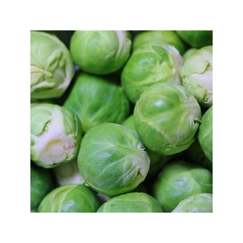 Chou de Bruxelles Sanda