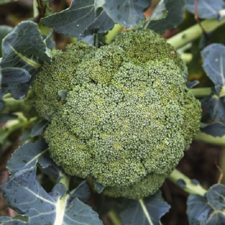 Chou Brocoli Vert Calabrais