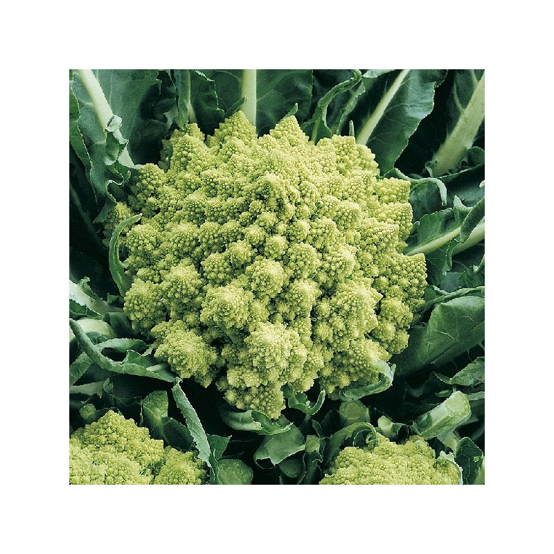 Chou Fleur Vert Romanesco