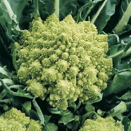 Chou Fleur Vert Romanesco