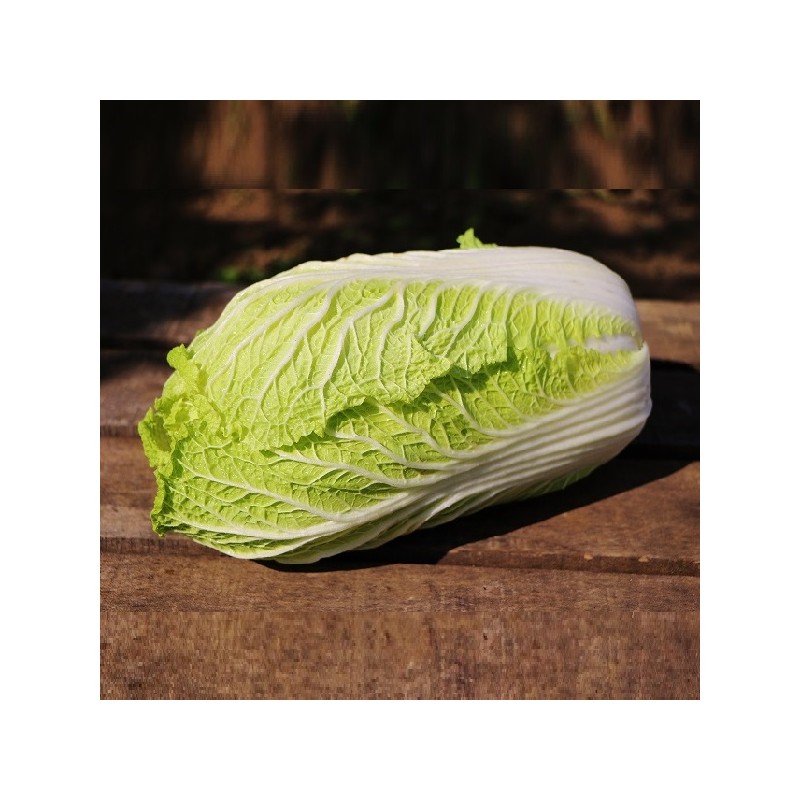 Chou de Chine Pe Tsaï Granat