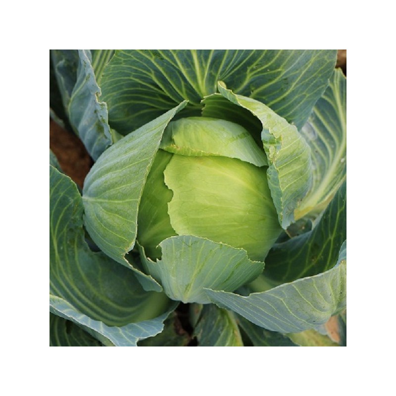 Chou Cabus marché de Copenhague