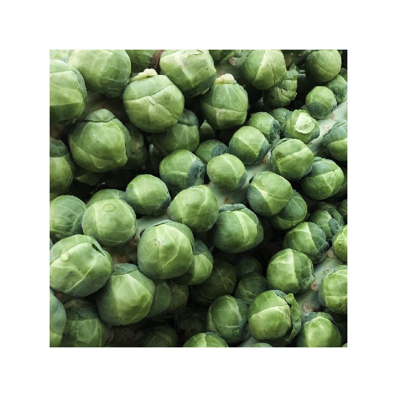 Chou de Bruxelles Igor F1