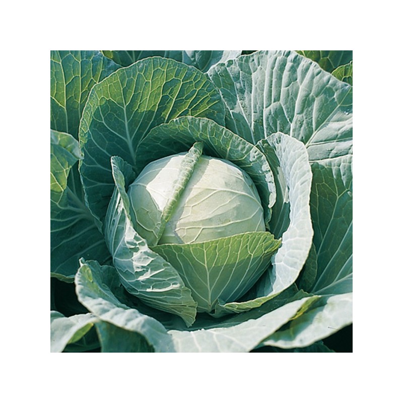 Chou Cabus Blanc de Brunswick