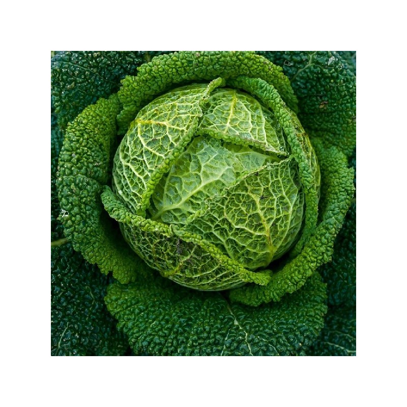 Chou de Milan Winterkoning 2