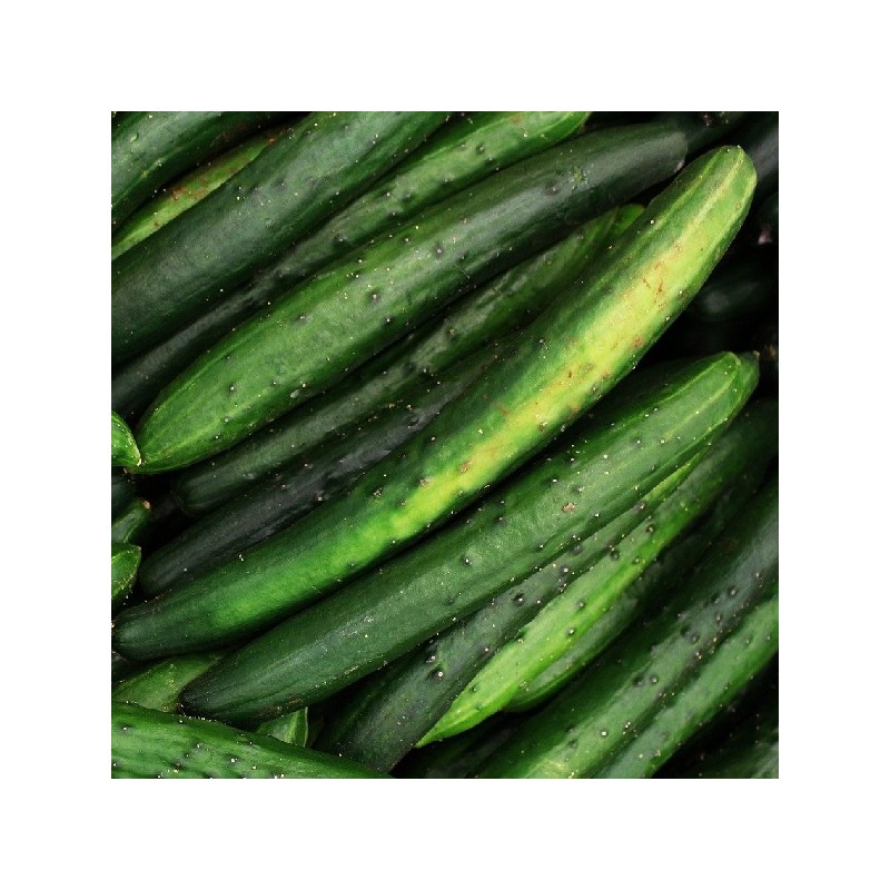 Concombre Vert Long de Chine
