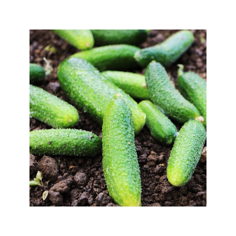 Cornichon Vert de Paris