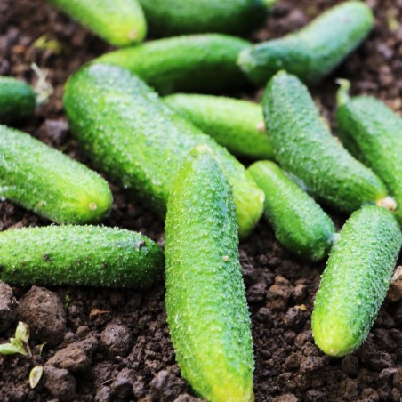 Cornichon Vert de Paris