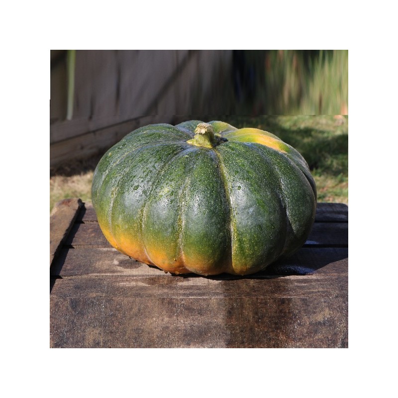 Courge Muscade de Provence