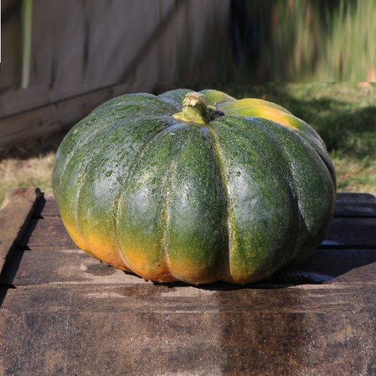 Courge Muscade de Provence à 1,40 € - Jardisem