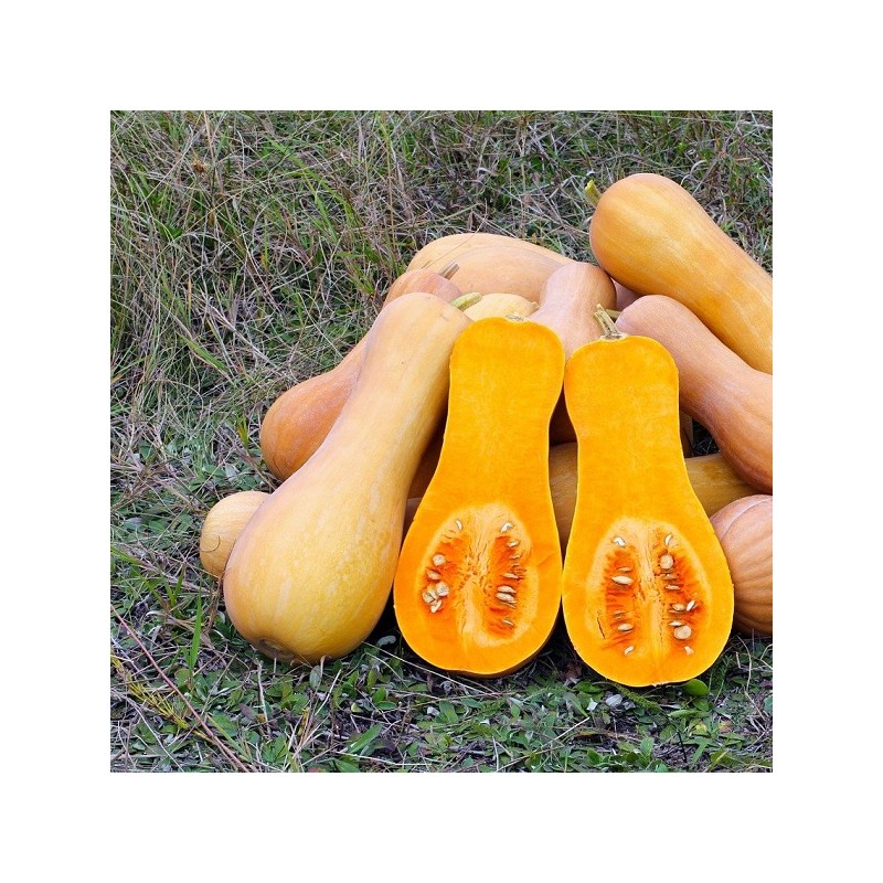 Courge Musquée Butternut