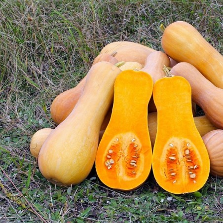 Courge Musquée Butternut