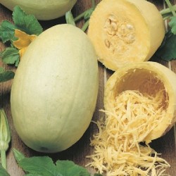 Courge Spaghetti