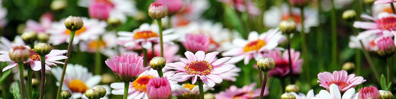 Jardisem -  Fleurs en mélanges