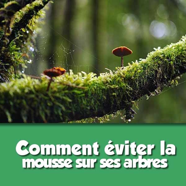 Comment éviter les mousses sur les arbres ?