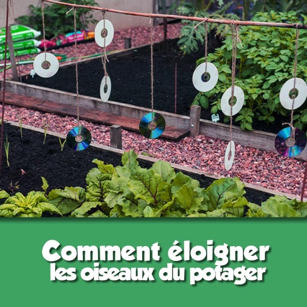 Comment éloigner les oiseaux du potager