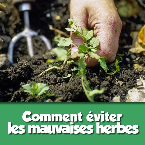 Comment éviter les mauvaises herbes au potager ?