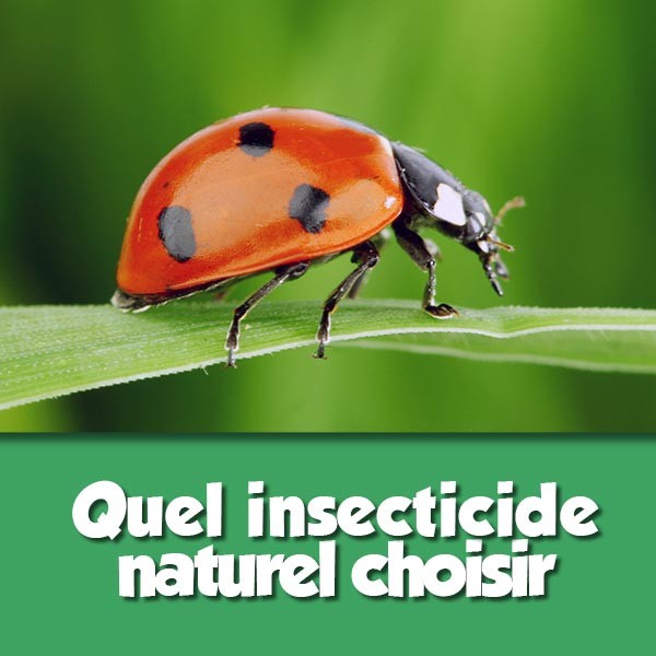 Quel insecticide naturel choisir ?