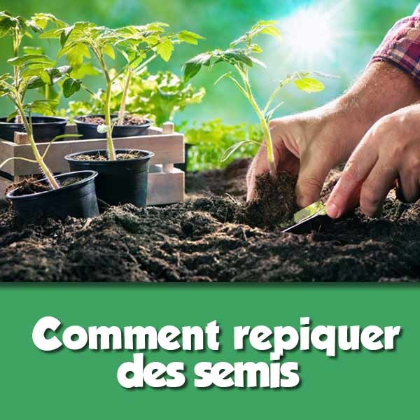 Comment repiquer des semis de légumes