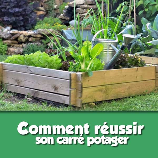Comment réussir son carré potager 
