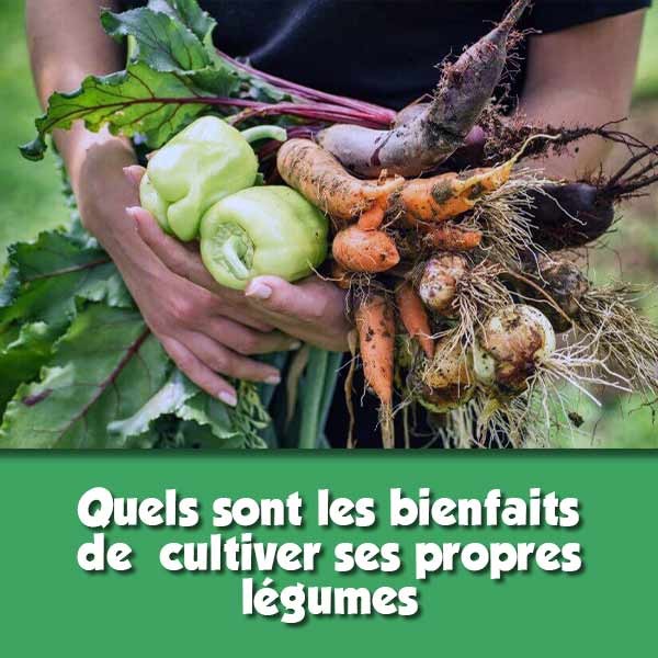 Cultiver vos propres légumes : les bienfaits pour votre santé, votre portefeuille et l'environnement