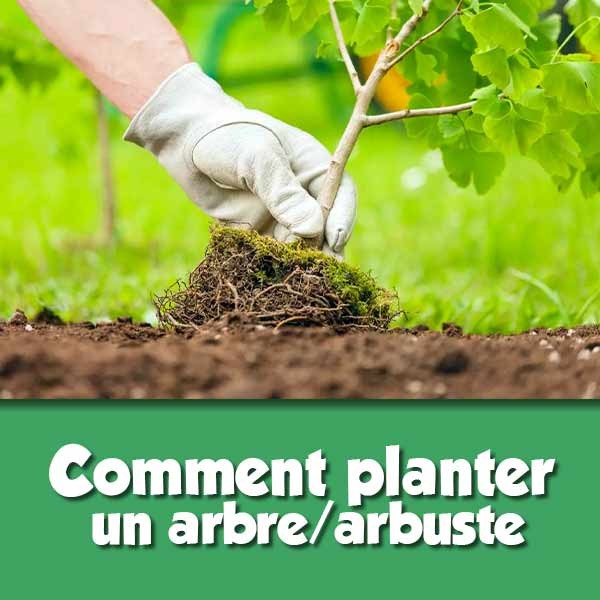 Comment planter un arbre ?