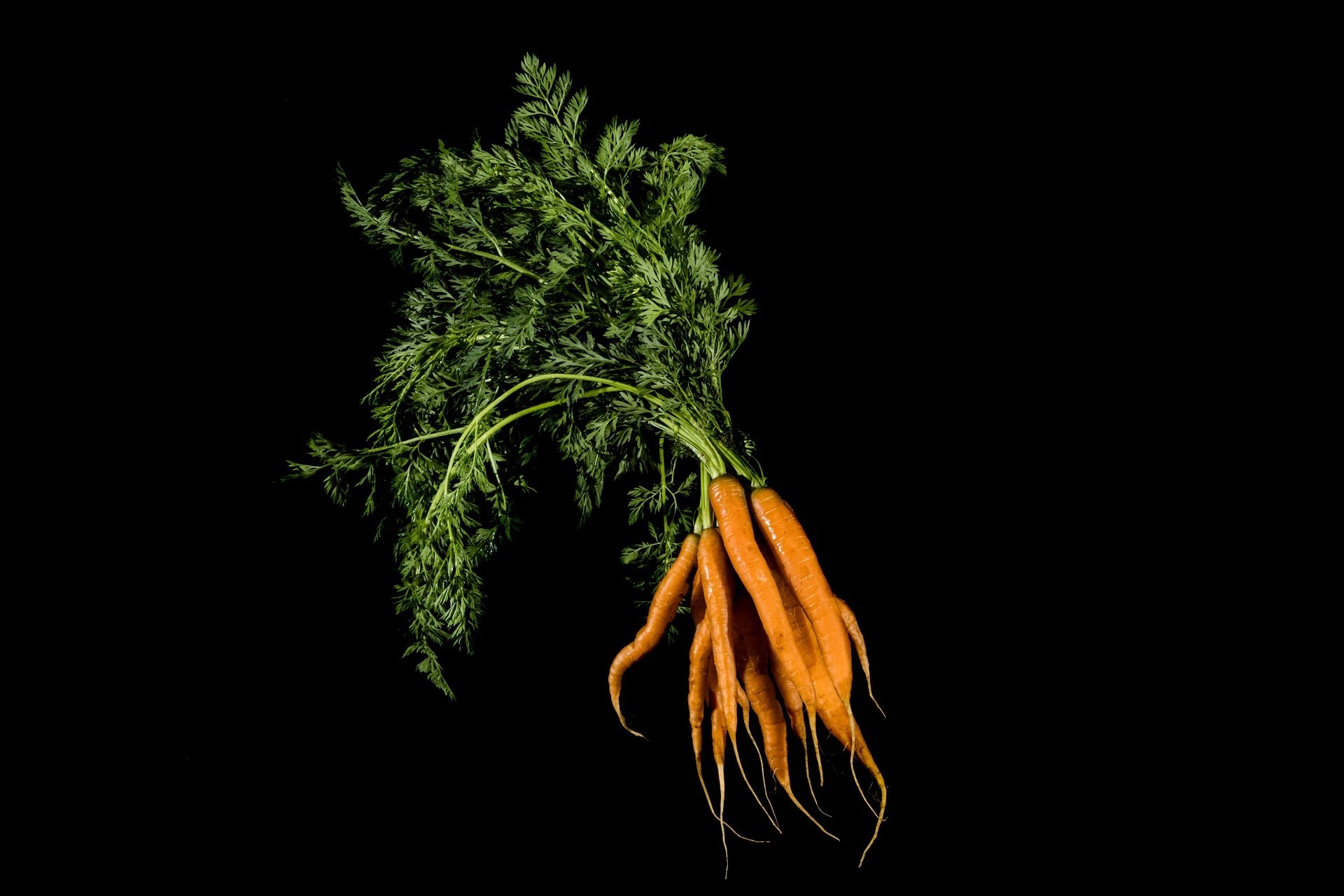 La mouche de la carotte