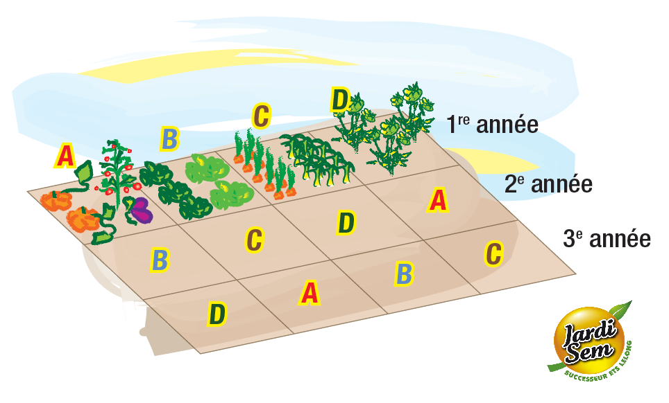 rotation des cultures potager